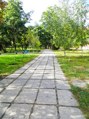 Alley in a green park on early autumn