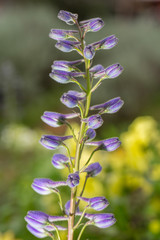 Fototapeta premium Purple budding flowers as floral background..