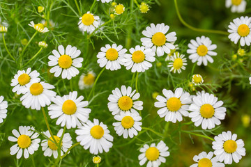 White flowers in the meadow.