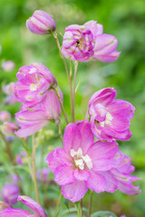 close up pink flowers.