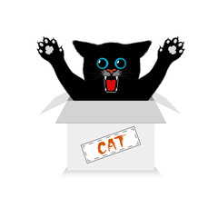 kitten in a box