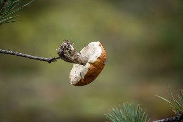 Obraz premium mushroom orange-cap boletus, hanging on a branch. mushroom season in the woods. blurred background