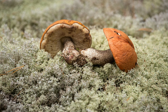 two orange-cap boletus  lie on the blue moss in the forest.