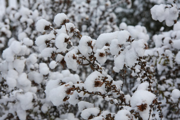 Winter im Naturgarten