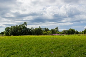 Summer rural landscape