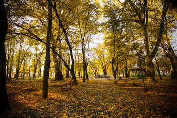 Pathway in autumn forest