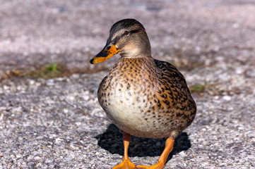 Female Mallard Duck