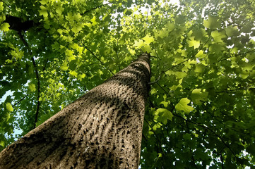 Fototapeta premium Lush green tree in summer