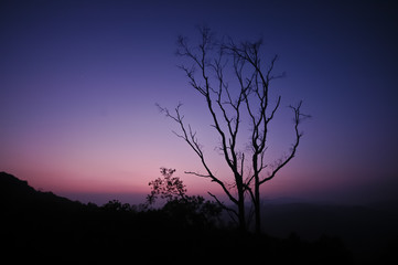 Dramatic silhouette shape of tree branches during twilight sunse