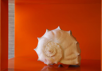 Shell in an orange box