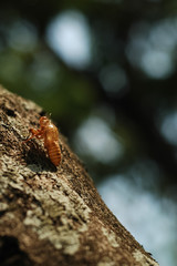Brown dried cricket shell on bark