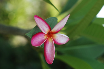 Fototapeta premium Thai pink red plumeria flower with green blue background