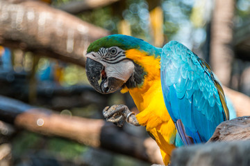 Perroquet © jeanmi974