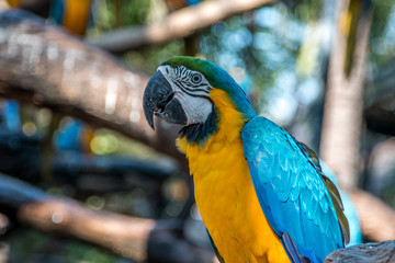 Perroquet   © jeanmi974