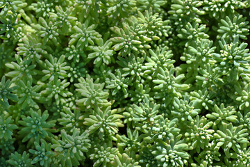 Succulents plants natural background.