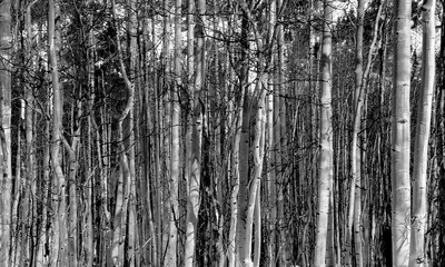 Obraz premium Forest of skinny trees in winter