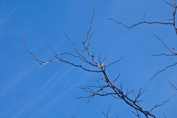 Lonely blue sky with dark branch in Winter in Hobart Tasmania Au