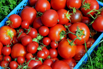 Red tomatoes in blue plastic box on a green grass.