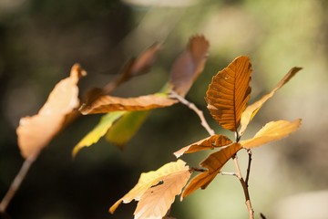 Close-up of plant in forest