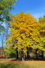 Naklejka premium chestnuts with lush foliage