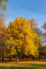 Fototapeta na wymiar chestnuts in autumn