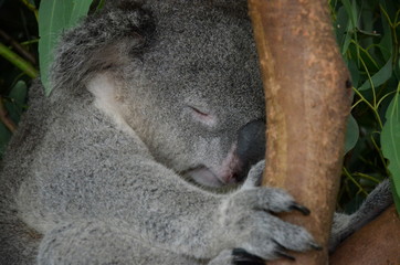 Closeup of a sleeping koala sitting on an eucalyptus tree branch - Australian wildlife.