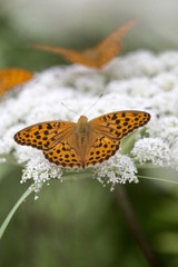 orange butterfly on camomile
