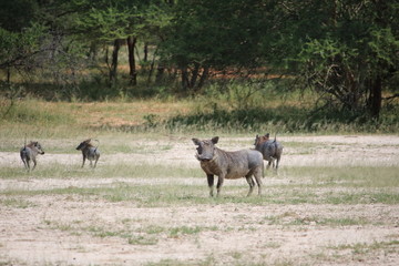 Warthogs at Bwabwata National Park, Namibia Africa