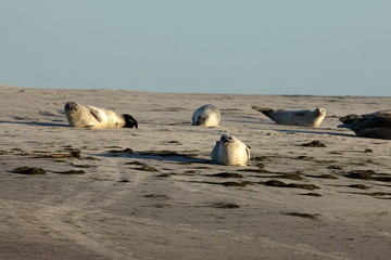 Robben und Seehunde auf der Sandbank im Wattenmeer 