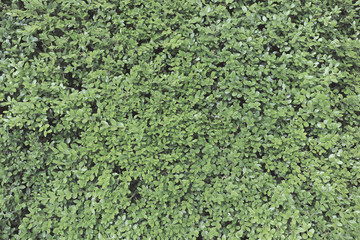 green leaves background, filter effect