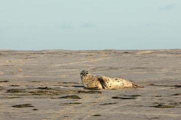 Robben und Seehunde auf der Sandbank im Wattenmeer 