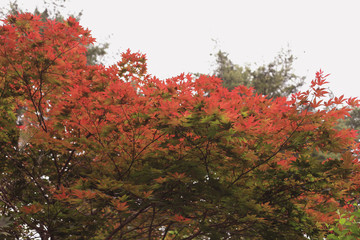 red leaves background, filter effect