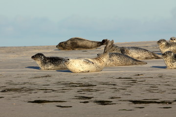 Robben und Seehunde auf der Sandbank im Wattenmeer