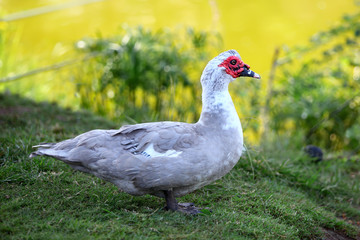 duck standing alone on the lakefront