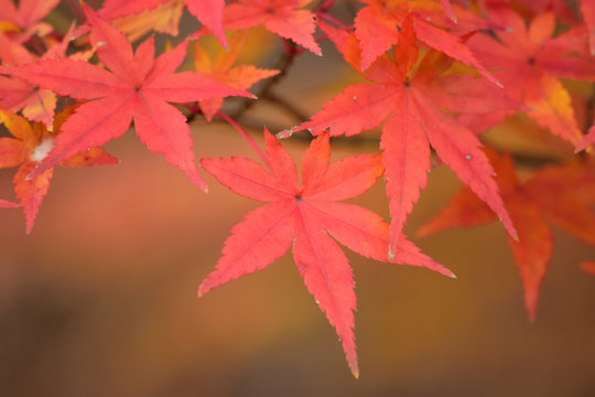 Macro Japanese Autumn Maple Leaves 