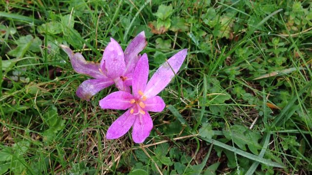 Crocus vernus con goccioline di pioggia