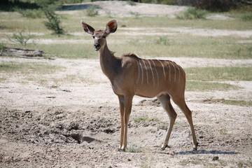 Portrait of the female Strepsiceros zambesiensis in Namibia, Africa