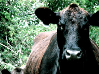 Cow staring at camera