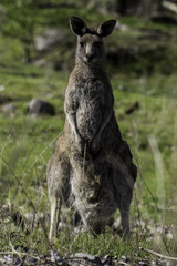 Kangaroo posing