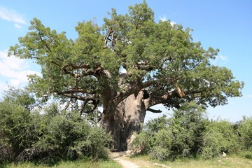 Adansonia digitata dans le parc national de Bwabwata en Namibie, Afrique