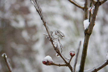 Pflanzen nach Eisregen