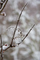 Pflanzen nach Eisregen