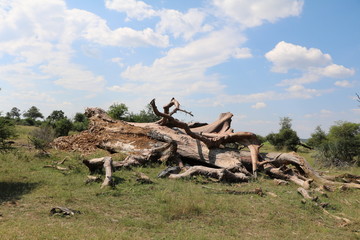 Dead Baobab and Iguana in Bwabwata National Park in Namibia, Africa