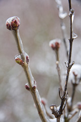 Pflanzen nach Eisregen