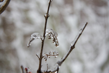 Pflanzen nach Eisregen
