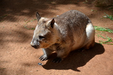 Australian wombat juvenile Vombatus ursinus. Common wombat (Vombatus ursinus). Wild life animal.