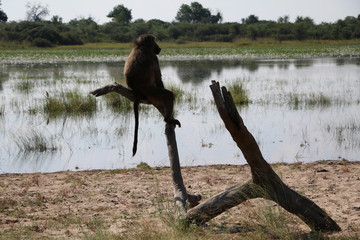 Naklejka premium Monkey sitting at the lake shore in Bwabwata National Park in Namibia, Africa