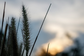 Soft focus of feather Pennisetum or mission grass flower silhouette with evening sky