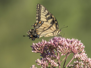 Eastern tiger swallowtail, Papilio glaucus