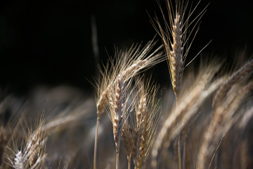 Erntereifes Getreide